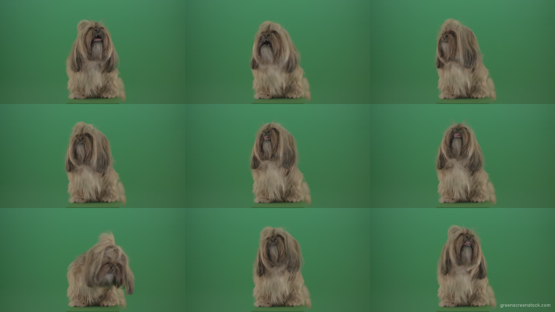Green-Screen-Animal-Shihtzu-Small-toy-dog-is-yawling-on-chromakey-background-isolated-4K Green Screen Stock