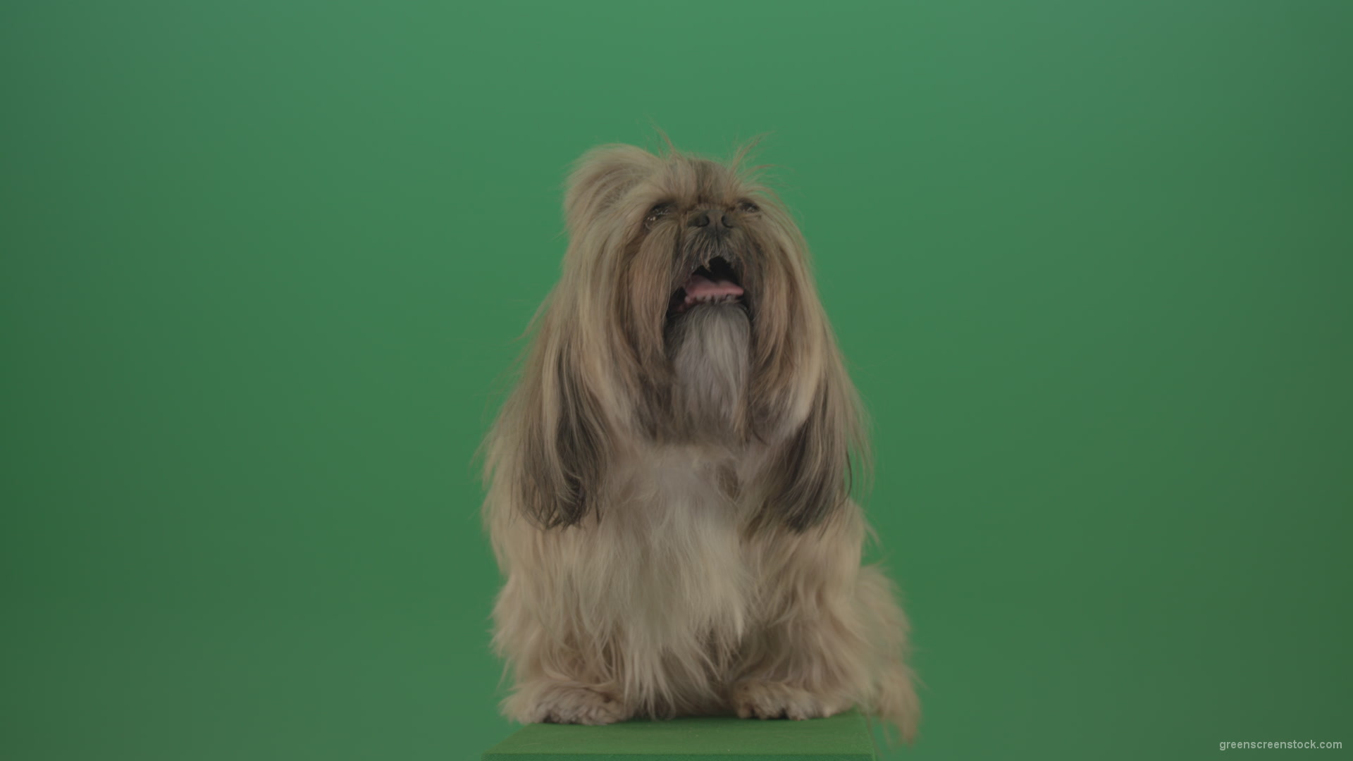 Green-Screen-Animal-Shihtzu-Small-toy-dog-is-yawling-on-chromakey-background-isolated-4K_001 Green Screen Stock