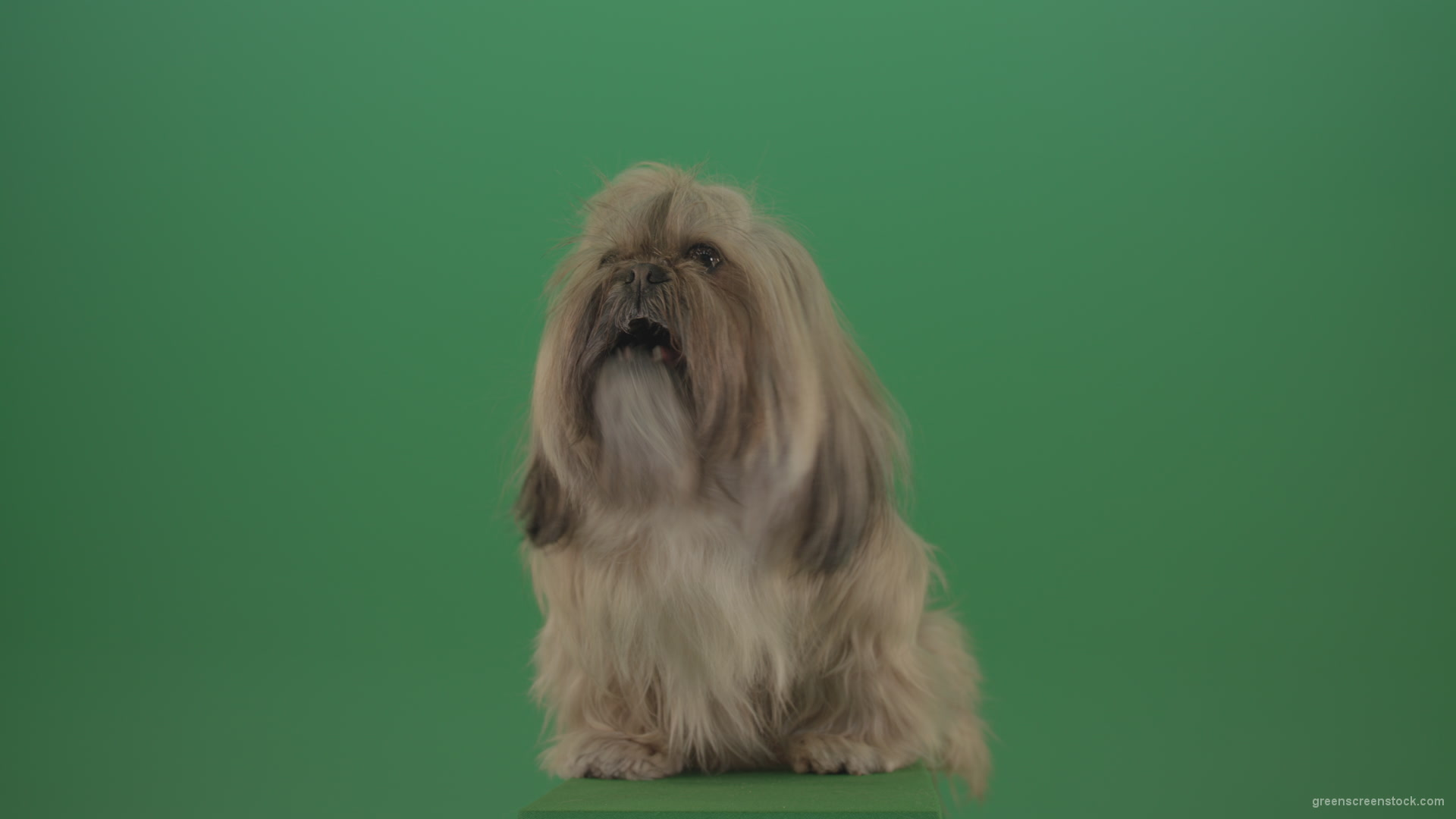 Green-Screen-Animal-Shihtzu-Small-toy-dog-is-yawling-on-chromakey-background-isolated-4K_002 Green Screen Stock