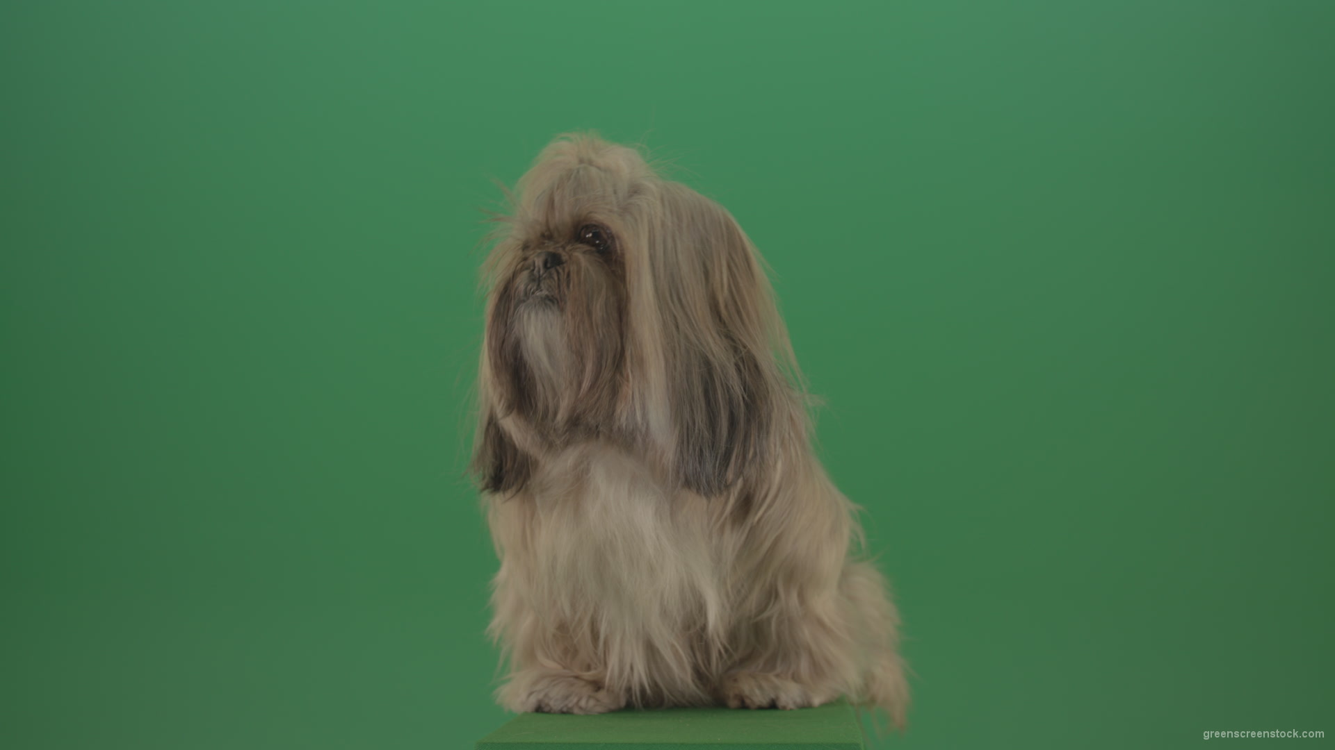 vj video background Green-Screen-Animal-Shihtzu-Small-toy-dog-is-yawling-on-chromakey-background-isolated-4K_003