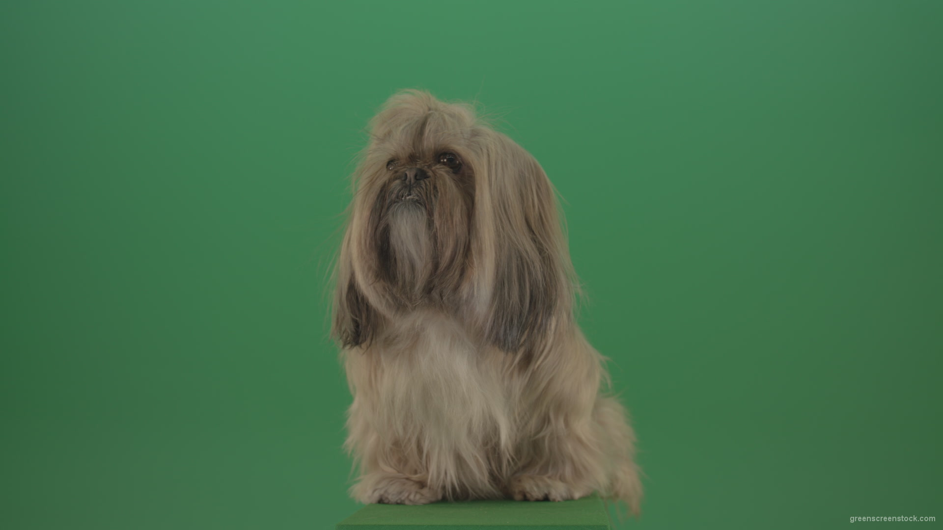 Green-Screen-Animal-Shihtzu-Small-toy-dog-is-yawling-on-chromakey-background-isolated-4K_004 Green Screen Stock
