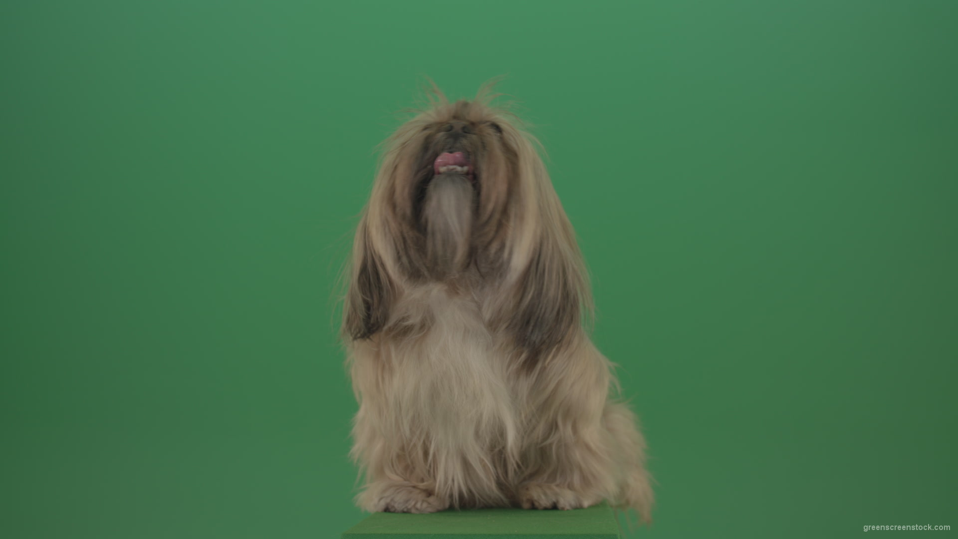 Green-Screen-Animal-Shihtzu-Small-toy-dog-is-yawling-on-chromakey-background-isolated-4K_006 Green Screen Stock