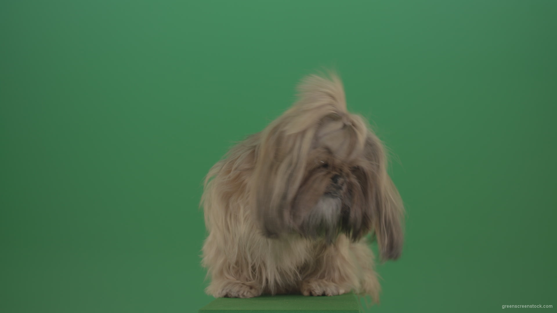 Green-Screen-Animal-Shihtzu-Small-toy-dog-is-yawling-on-chromakey-background-isolated-4K_007 Green Screen Stock