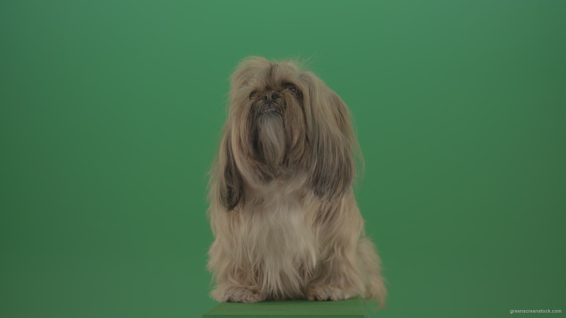 Green-Screen-Animal-Shihtzu-Small-toy-dog-is-yawling-on-chromakey-background-isolated-4K_008 Green Screen Stock