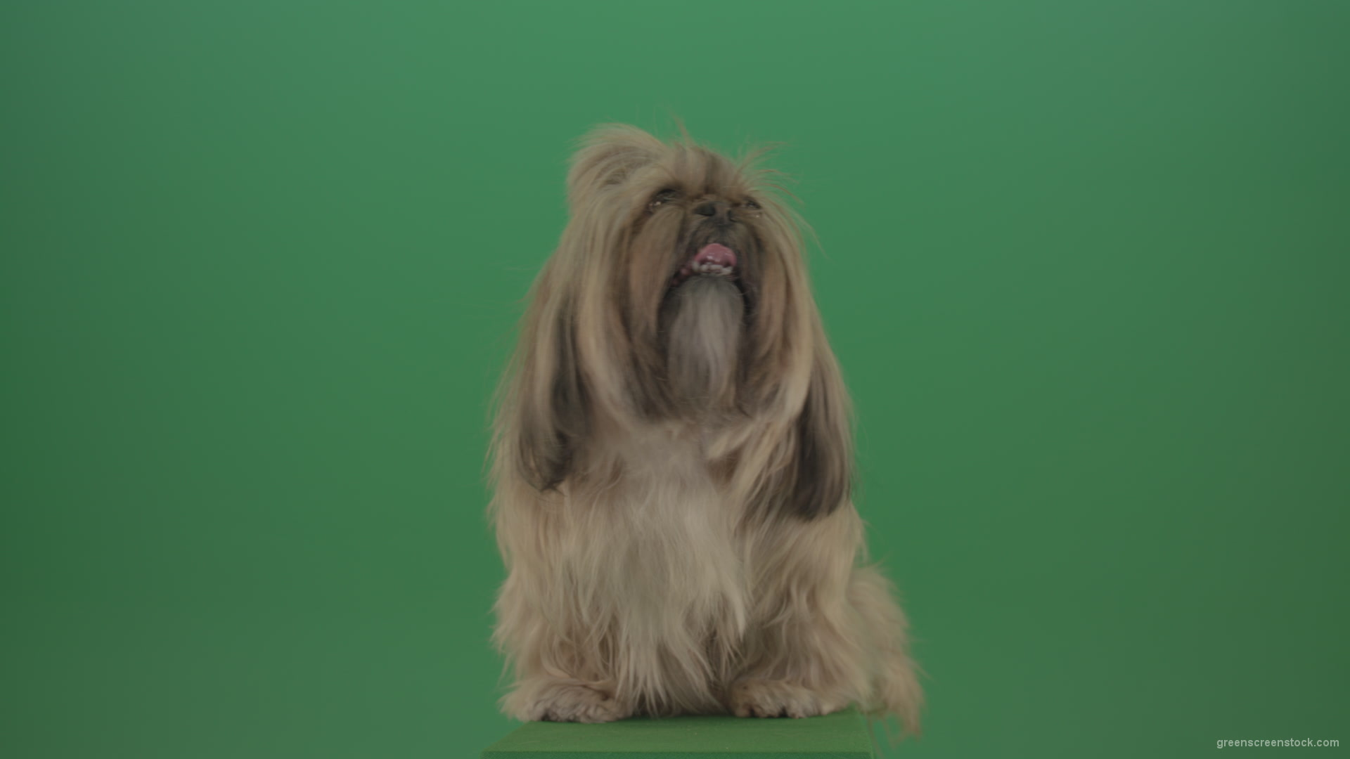 Green-Screen-Animal-Shihtzu-Small-toy-dog-is-yawling-on-chromakey-background-isolated-4K_009 Green Screen Stock