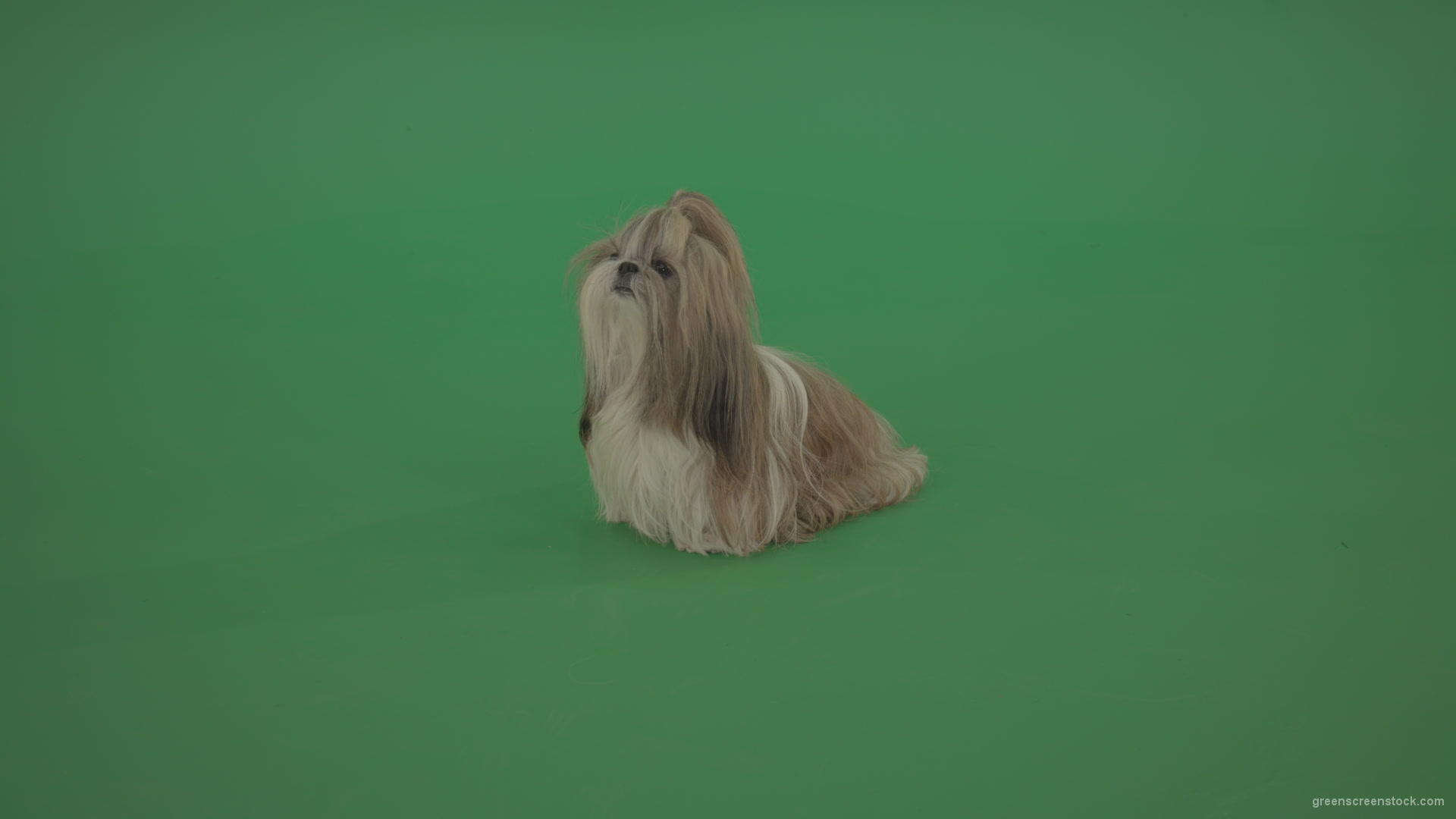Green-Screen-Animal-Shihtzu-dog-pet-pedigree-with-long-hair-sitting-isolated-on-green-screen_001 Green Screen Stock
