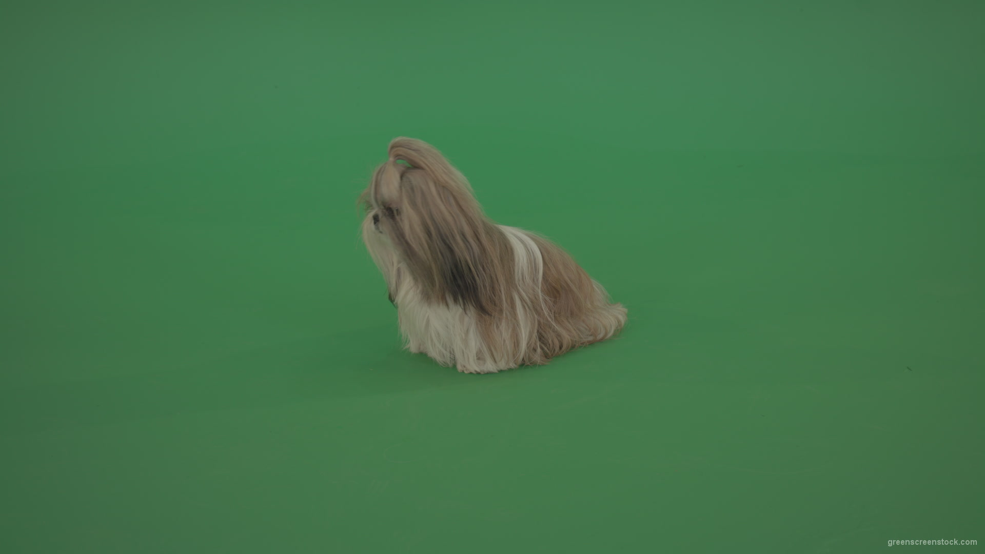 Green-Screen-Animal-Shihtzu-dog-pet-pedigree-with-long-hair-sitting-isolated-on-green-screen_002 Green Screen Stock
