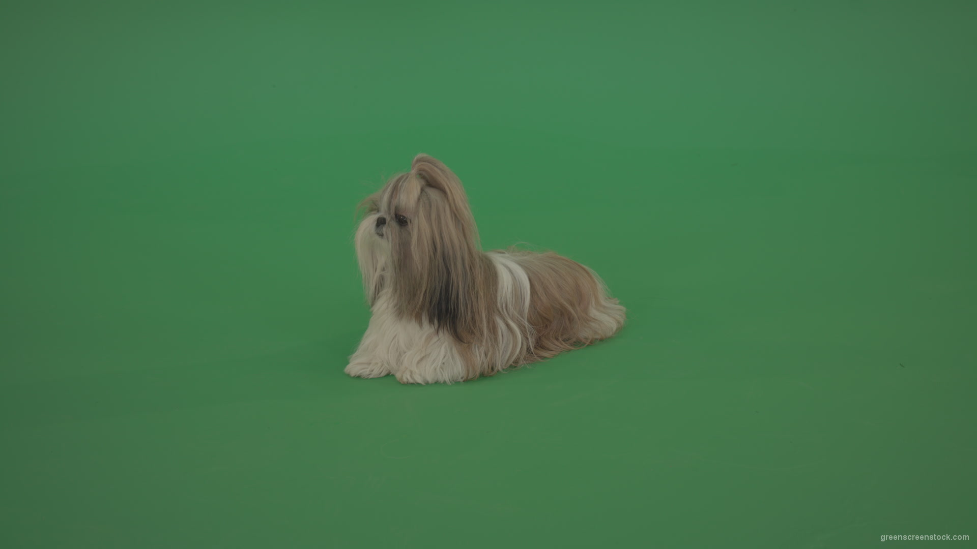vj video background Green-Screen-Animal-Shihtzu-dog-pet-pedigree-with-long-hair-sitting-isolated-on-green-screen_003