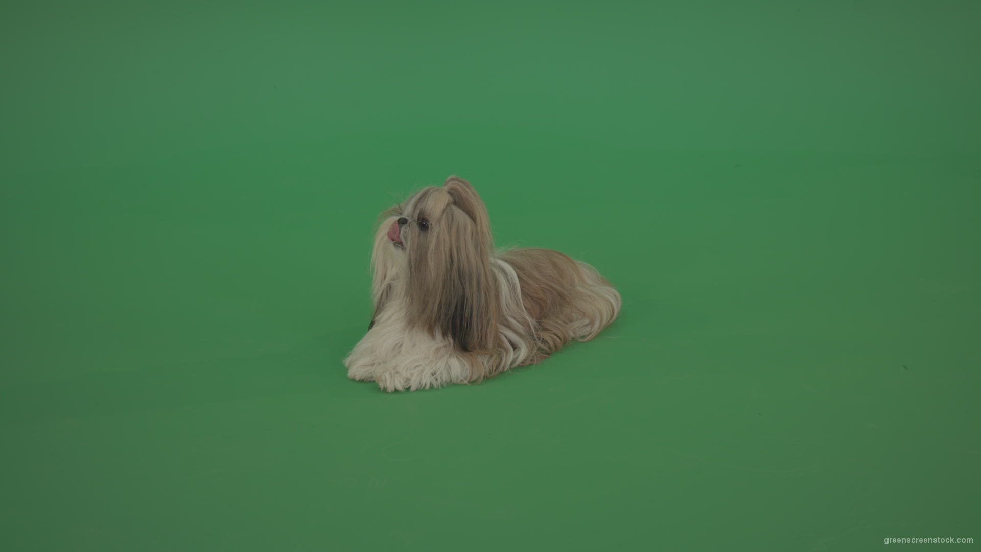 Green-Screen-Animal-Shihtzu-dog-pet-pedigree-with-long-hair-sitting-isolated-on-green-screen_004 Green Screen Stock