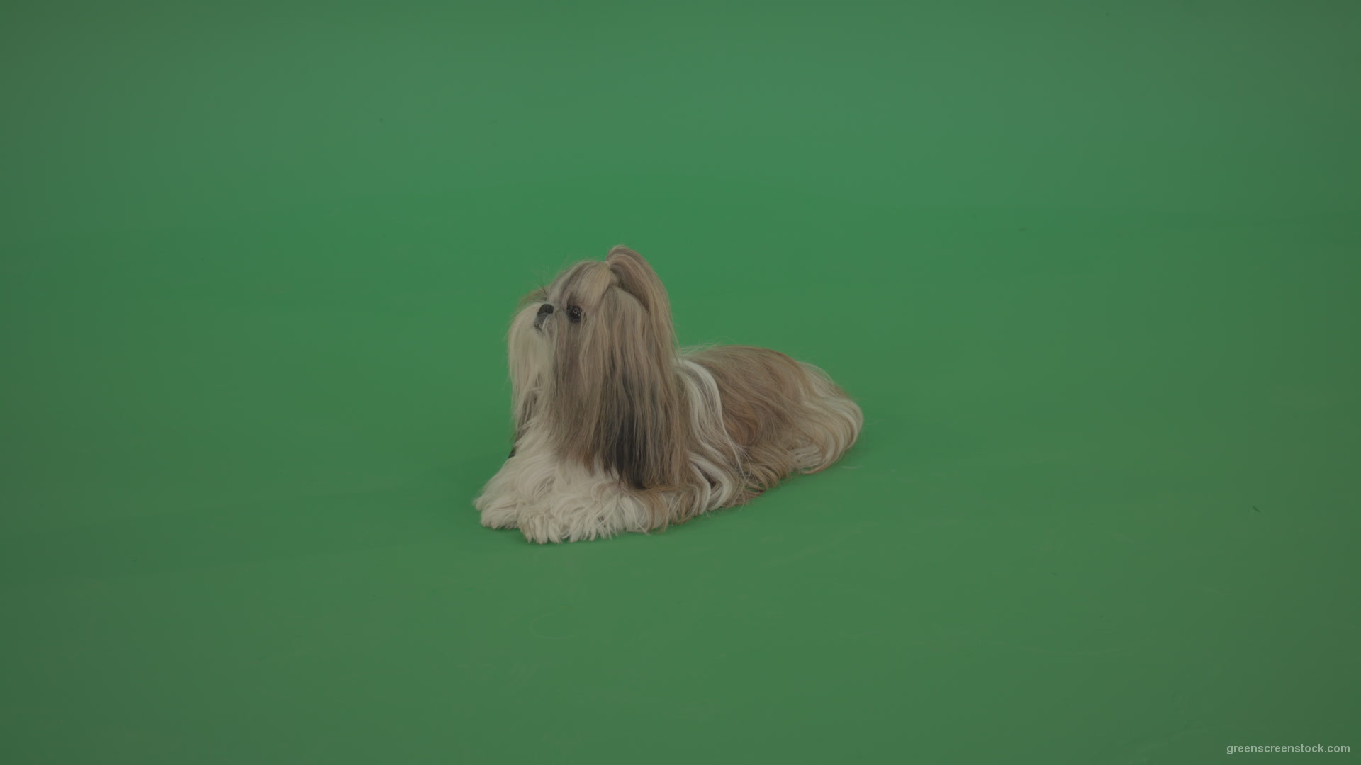 Green-Screen-Animal-Shihtzu-dog-pet-pedigree-with-long-hair-sitting-isolated-on-green-screen_006 Green Screen Stock