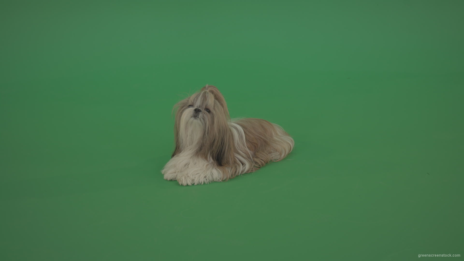 Green-Screen-Animal-Shihtzu-dog-pet-pedigree-with-long-hair-sitting-isolated-on-green-screen_007 Green Screen Stock