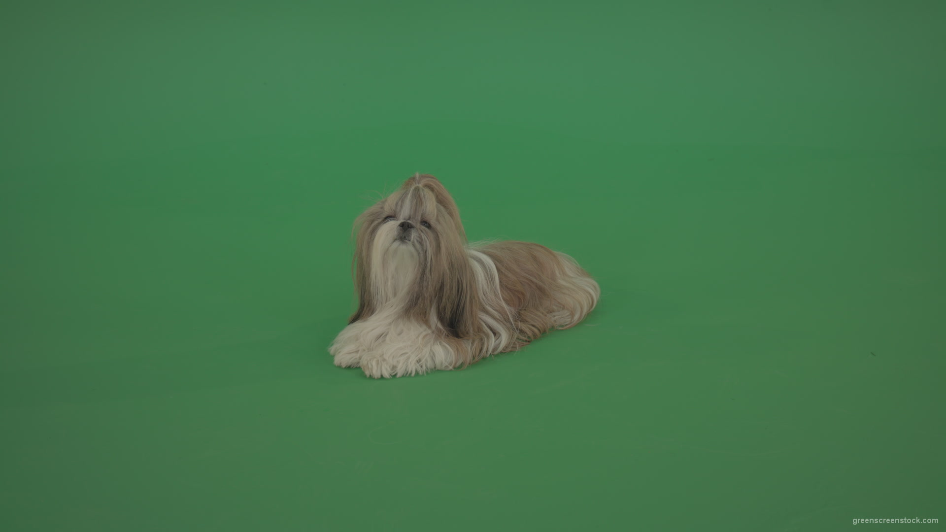 Green-Screen-Animal-Shihtzu-dog-pet-pedigree-with-long-hair-sitting-isolated-on-green-screen_008 Green Screen Stock