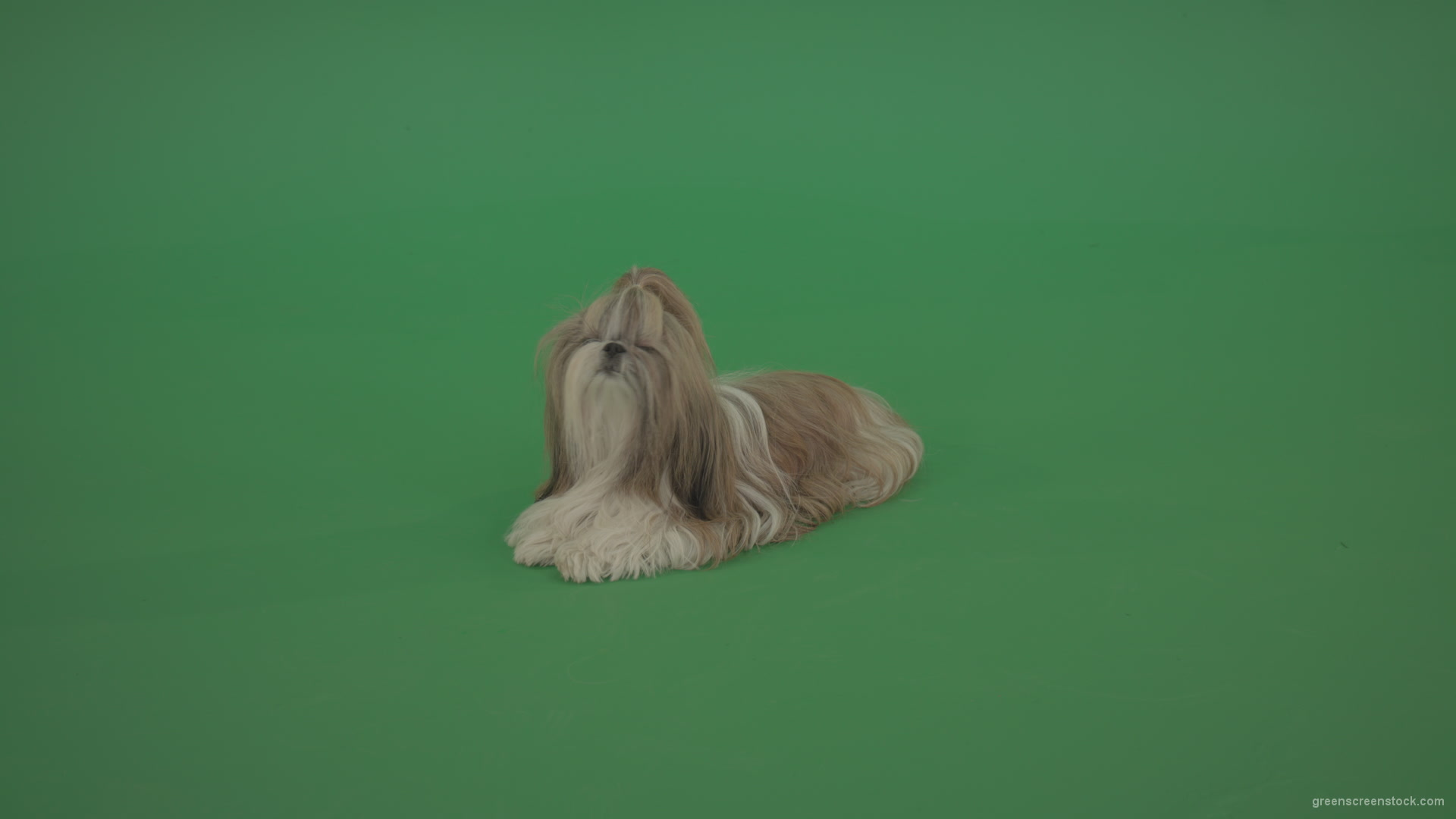 Green-Screen-Animal-Shihtzu-dog-pet-pedigree-with-long-hair-sitting-isolated-on-green-screen_009 Green Screen Stock