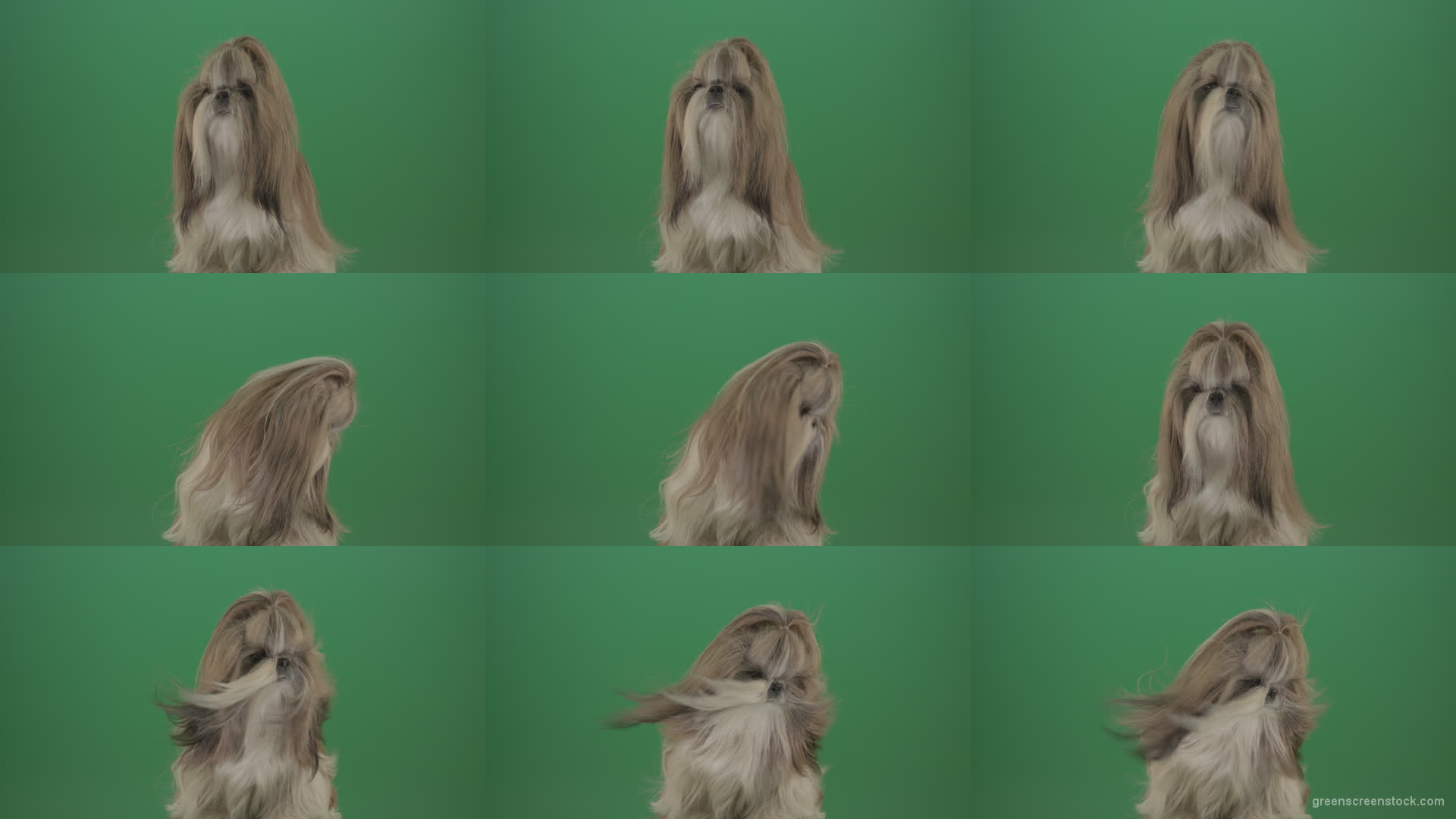Green-Screen-Dog-Shih-Tzu-Small-toy-puppy-chewbacca-friend-isolated-on-green-screen Green Screen Stock