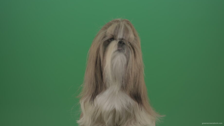 vj video background Green-Screen-Dog-Shih-Tzu-Small-toy-puppy-chewbacca-friend-isolated-on-green-screen_003