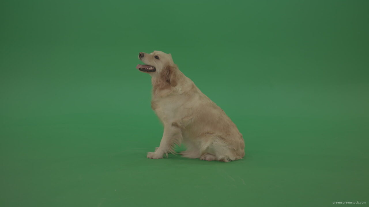 vj video background Green-Screen-Golden-Retriever-Bird-Dog-sitting-barking-and-go-away-isolated-on-green-screen_003