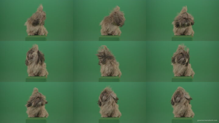 Green-Screen-Shih-Tzu-Small-toy-dog-footage-for-post-production-in-winter-storm-weather Green Screen Stock
