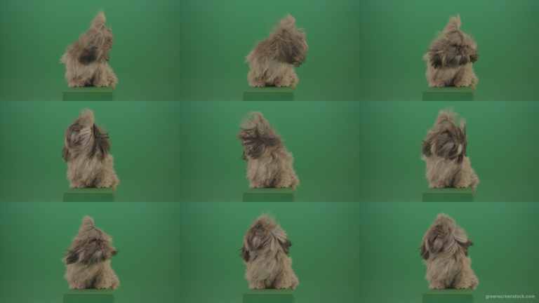 Green-Screen-Shih-Tzu-Small-toy-dog-footage-for-post-production-in-winter-storm-weather Green Screen Stock