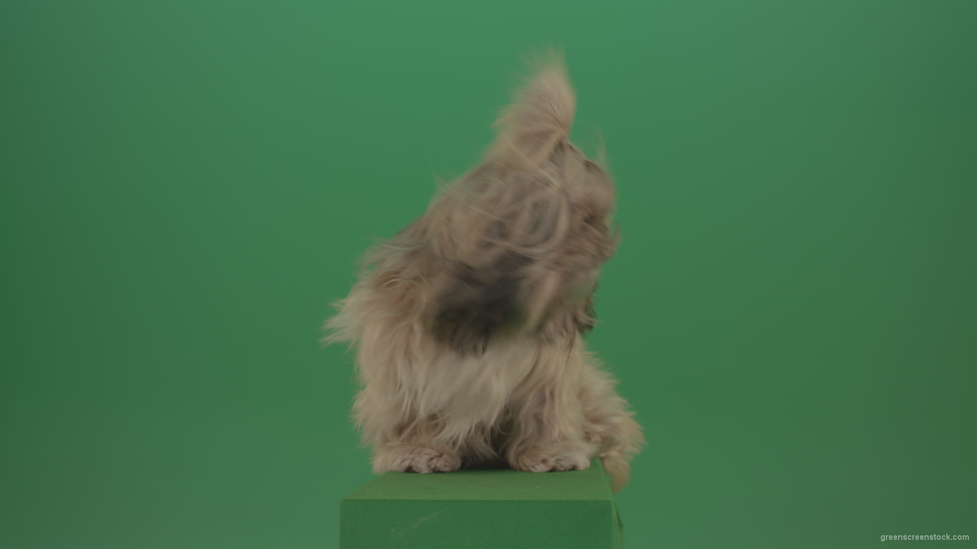 Green-Screen-Shih-Tzu-Small-toy-dog-footage-for-post-production-in-winter-storm-weather_001 Green Screen Stock