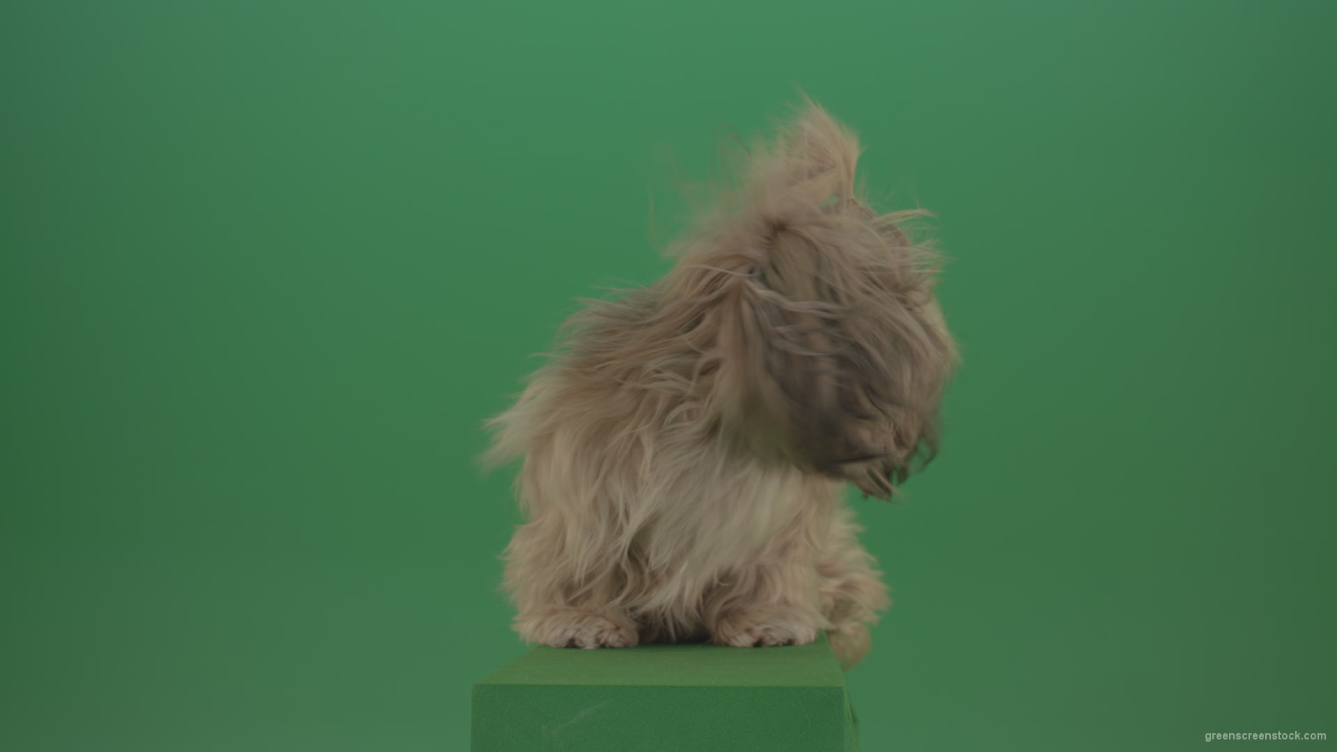 Green-Screen-Shih-Tzu-Small-toy-dog-footage-for-post-production-in-winter-storm-weather_002 Green Screen Stock