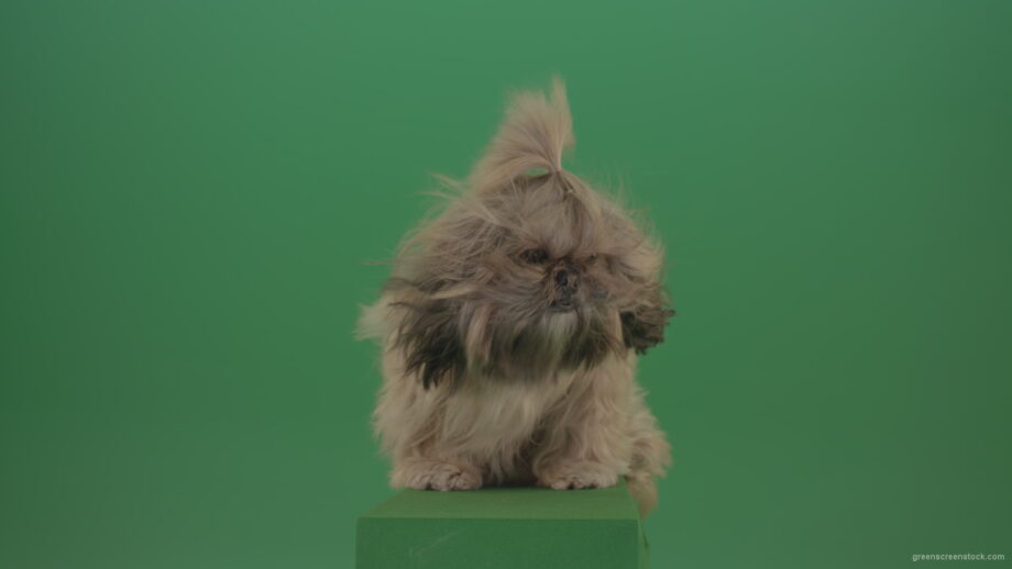 vj video background Green-Screen-Shih-Tzu-Small-toy-dog-footage-for-post-production-in-winter-storm-weather_003