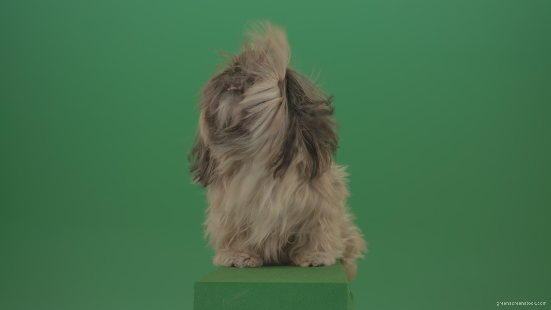 Green-Screen-Shih-Tzu-Small-toy-dog-footage-for-post-production-in-winter-storm-weather_004 Green Screen Stock