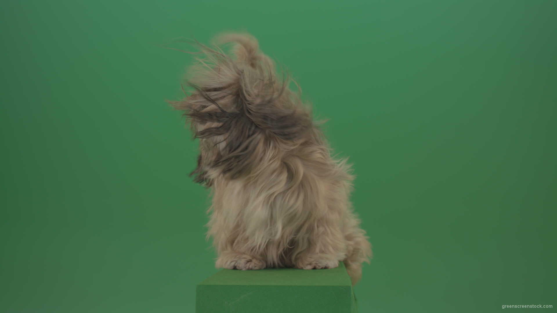 Green-Screen-Shih-Tzu-Small-toy-dog-footage-for-post-production-in-winter-storm-weather_005 Green Screen Stock