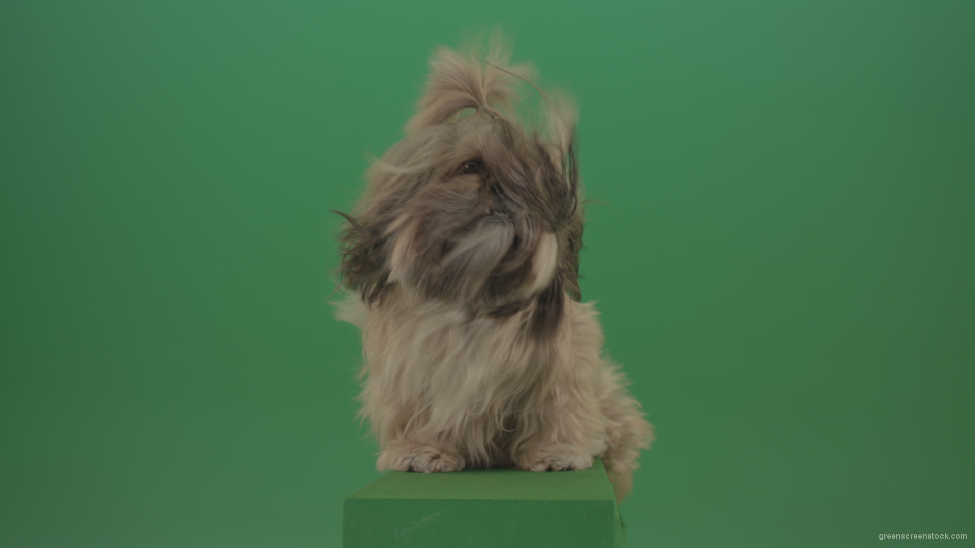 Green-Screen-Shih-Tzu-Small-toy-dog-footage-for-post-production-in-winter-storm-weather_006 Green Screen Stock