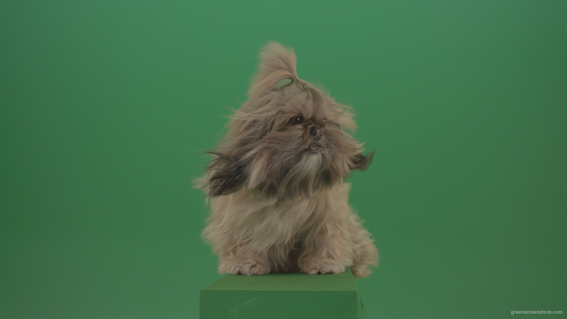 Green-Screen-Shih-Tzu-Small-toy-dog-footage-for-post-production-in-winter-storm-weather_007 Green Screen Stock