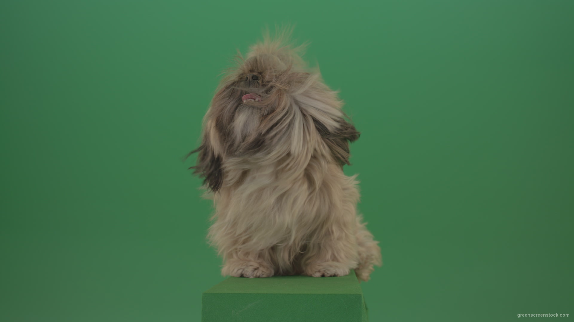 Green-Screen-Shih-Tzu-Small-toy-dog-footage-for-post-production-in-winter-storm-weather_008 Green Screen Stock