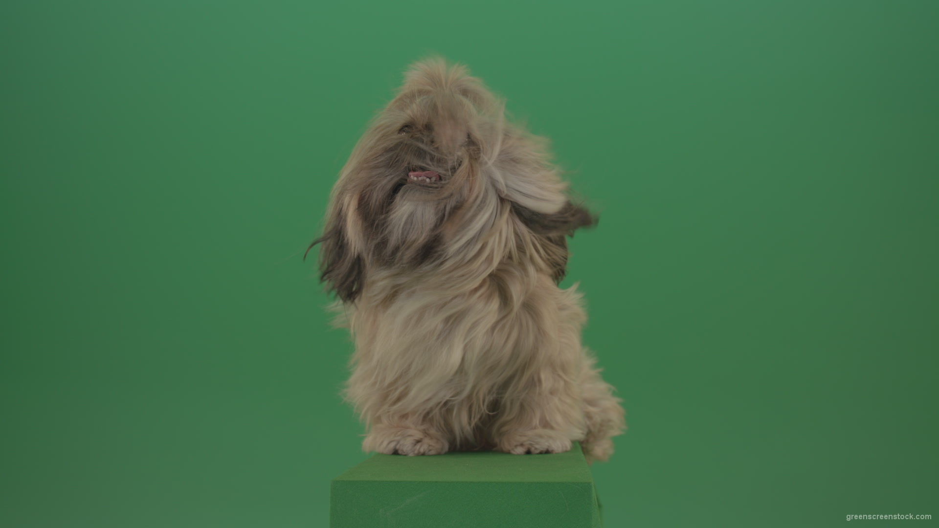 Green-Screen-Shih-Tzu-Small-toy-dog-footage-for-post-production-in-winter-storm-weather_009 Green Screen Stock