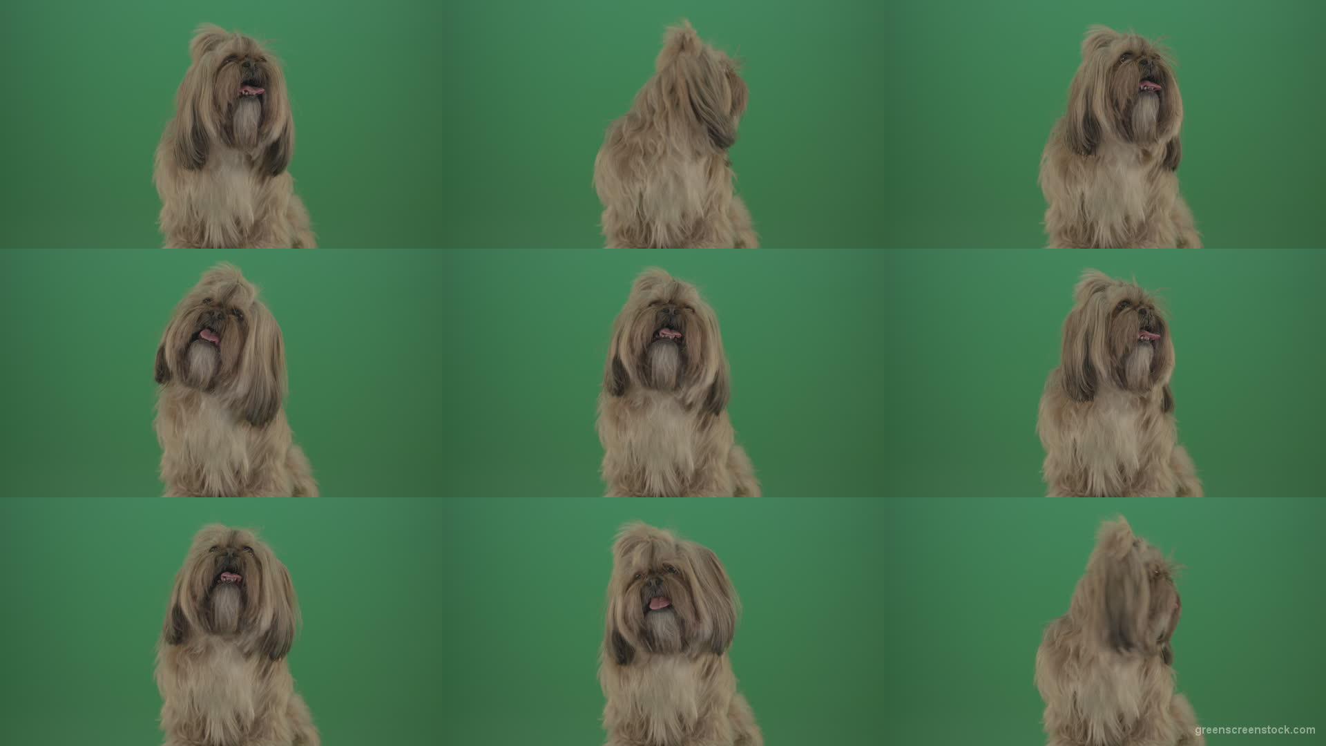 Green-Screen-Shihtzu-toy-dog-head-breathes-with-tongue-on-green-screen-4K Green Screen Stock