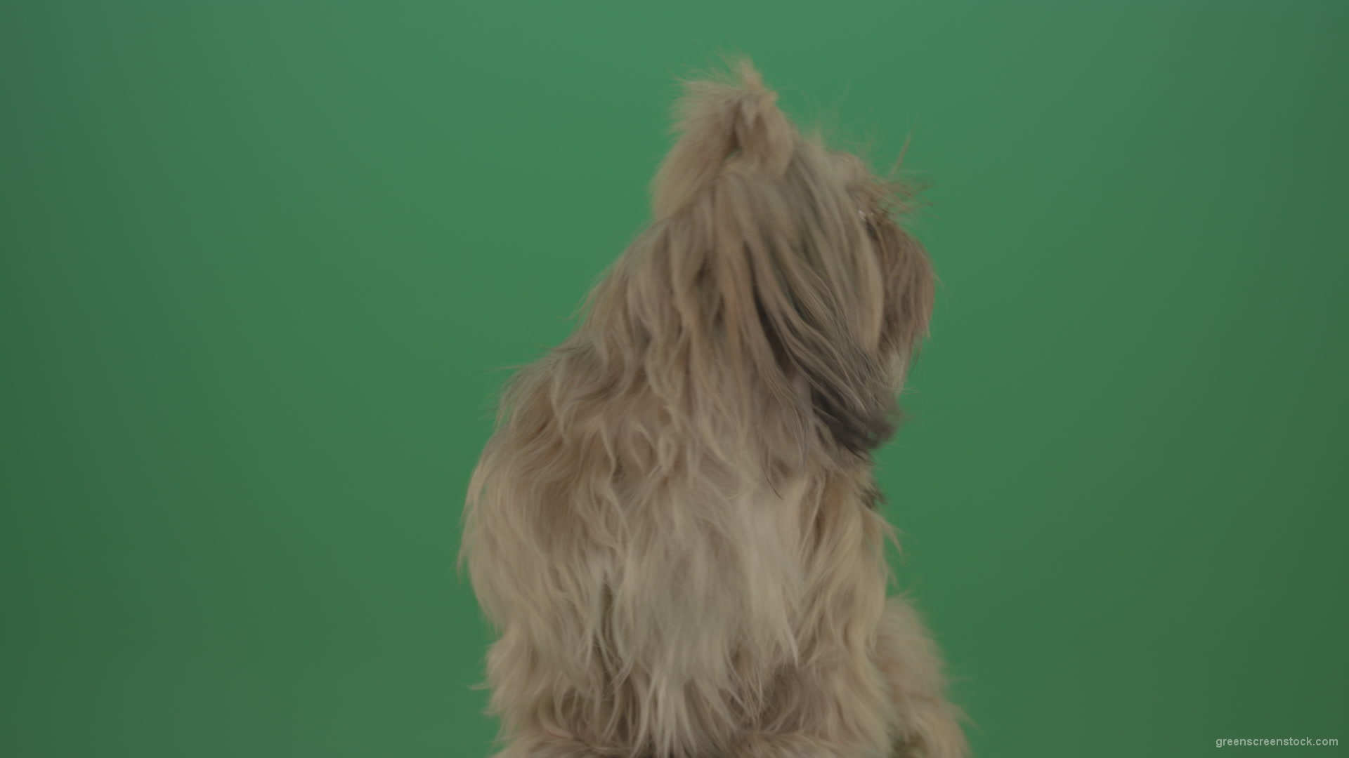 Green-Screen-Shihtzu-toy-dog-head-breathes-with-tongue-on-green-screen-4K_002 Green Screen Stock
