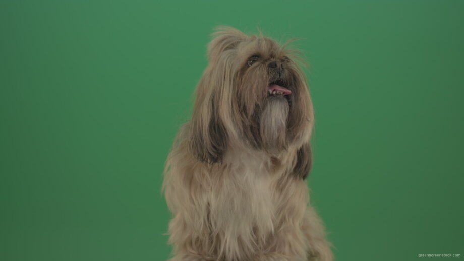 vj video background Green-Screen-Shihtzu-toy-dog-head-breathes-with-tongue-on-green-screen-4K_003
