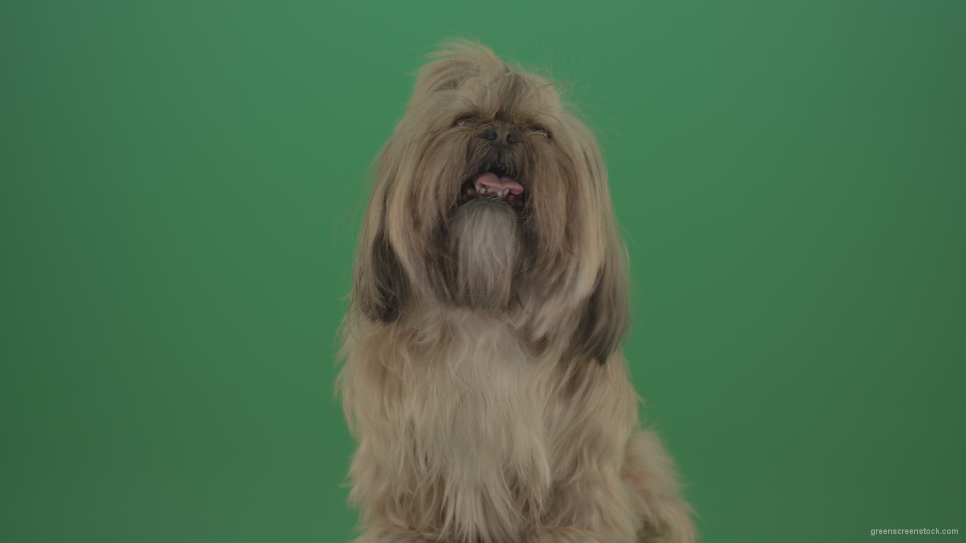 Green-Screen-Shihtzu-toy-dog-head-breathes-with-tongue-on-green-screen-4K_005 Green Screen Stock