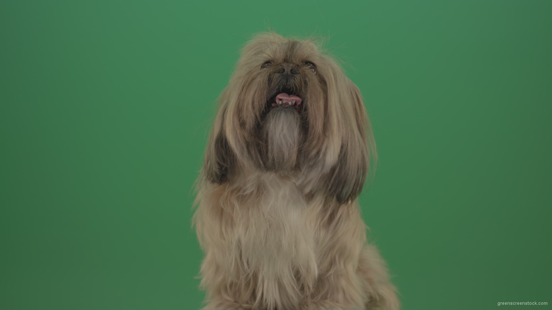 Green-Screen-Shihtzu-toy-dog-head-breathes-with-tongue-on-green-screen-4K_007 Green Screen Stock