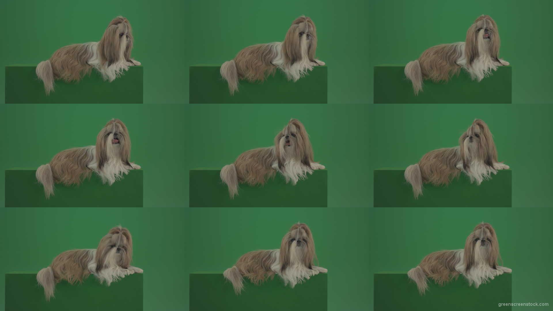 Luxury-bright-hair-Shihtzu-dog-pet-relaxing-on-green-screen-4K Green Screen Stock