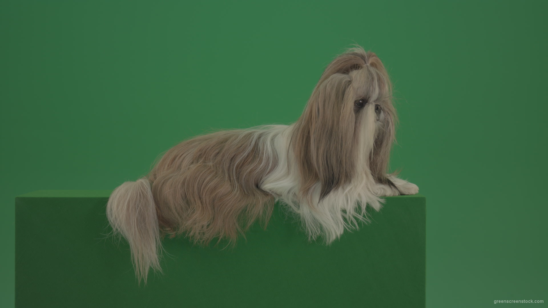 Luxury-bright-hair-Shihtzu-dog-pet-relaxing-on-green-screen-4K_001 Green Screen Stock