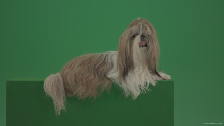vj video background Luxury-bright-hair-Shihtzu-dog-pet-relaxing-on-green-screen-4K_003