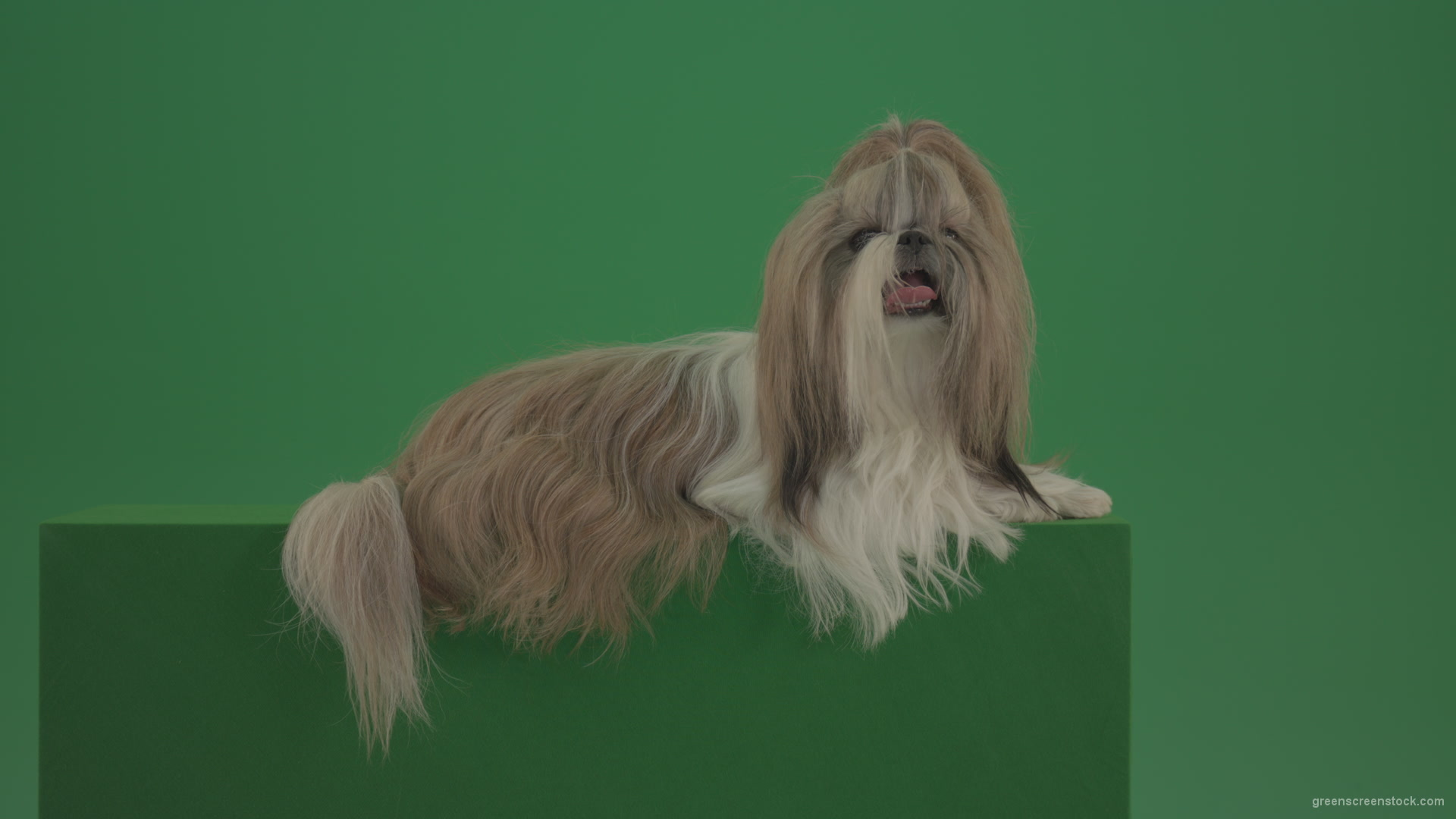 Luxury-bright-hair-Shihtzu-dog-pet-relaxing-on-green-screen-4K_004 Green Screen Stock