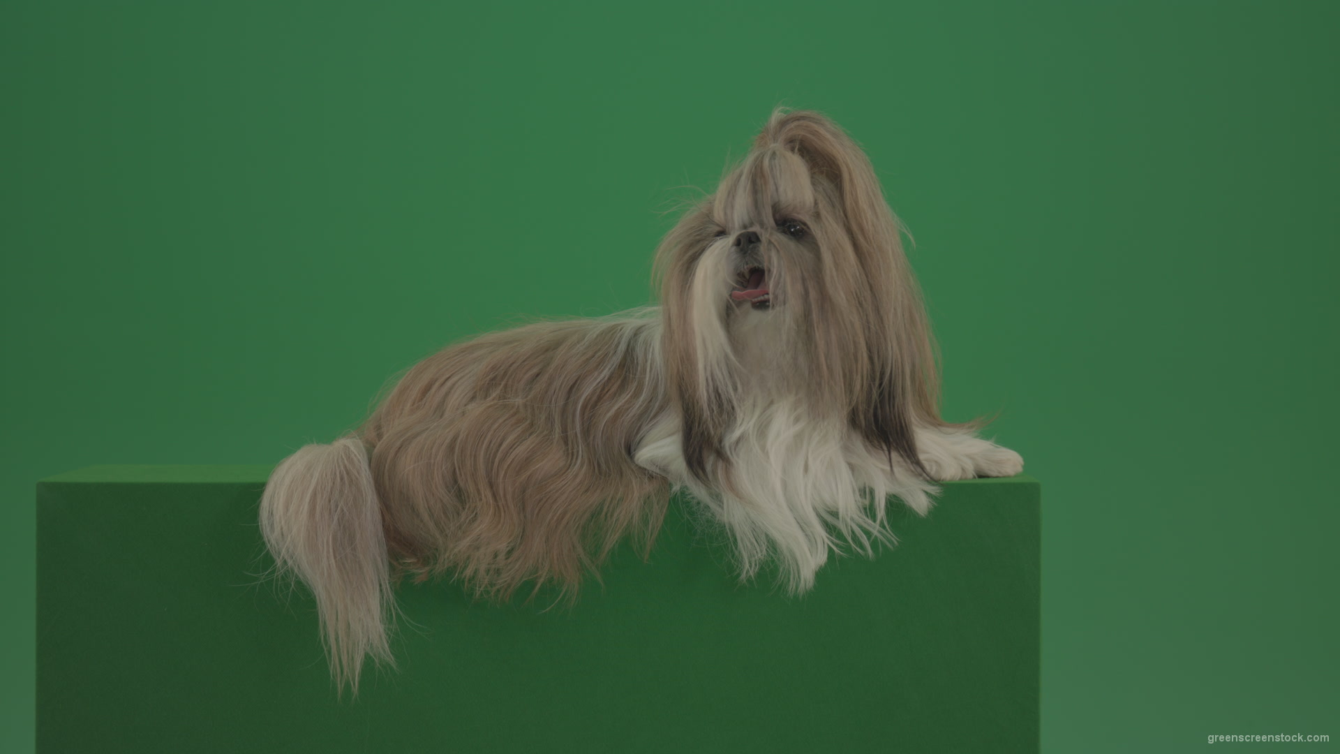 Luxury-bright-hair-Shihtzu-dog-pet-relaxing-on-green-screen-4K_005 Green Screen Stock