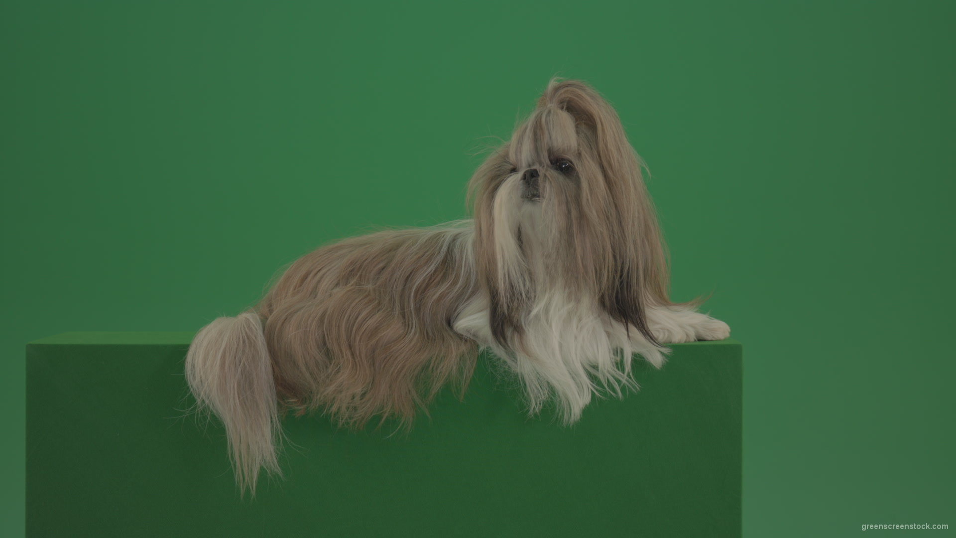 Luxury-bright-hair-Shihtzu-dog-pet-relaxing-on-green-screen-4K_006 Green Screen Stock