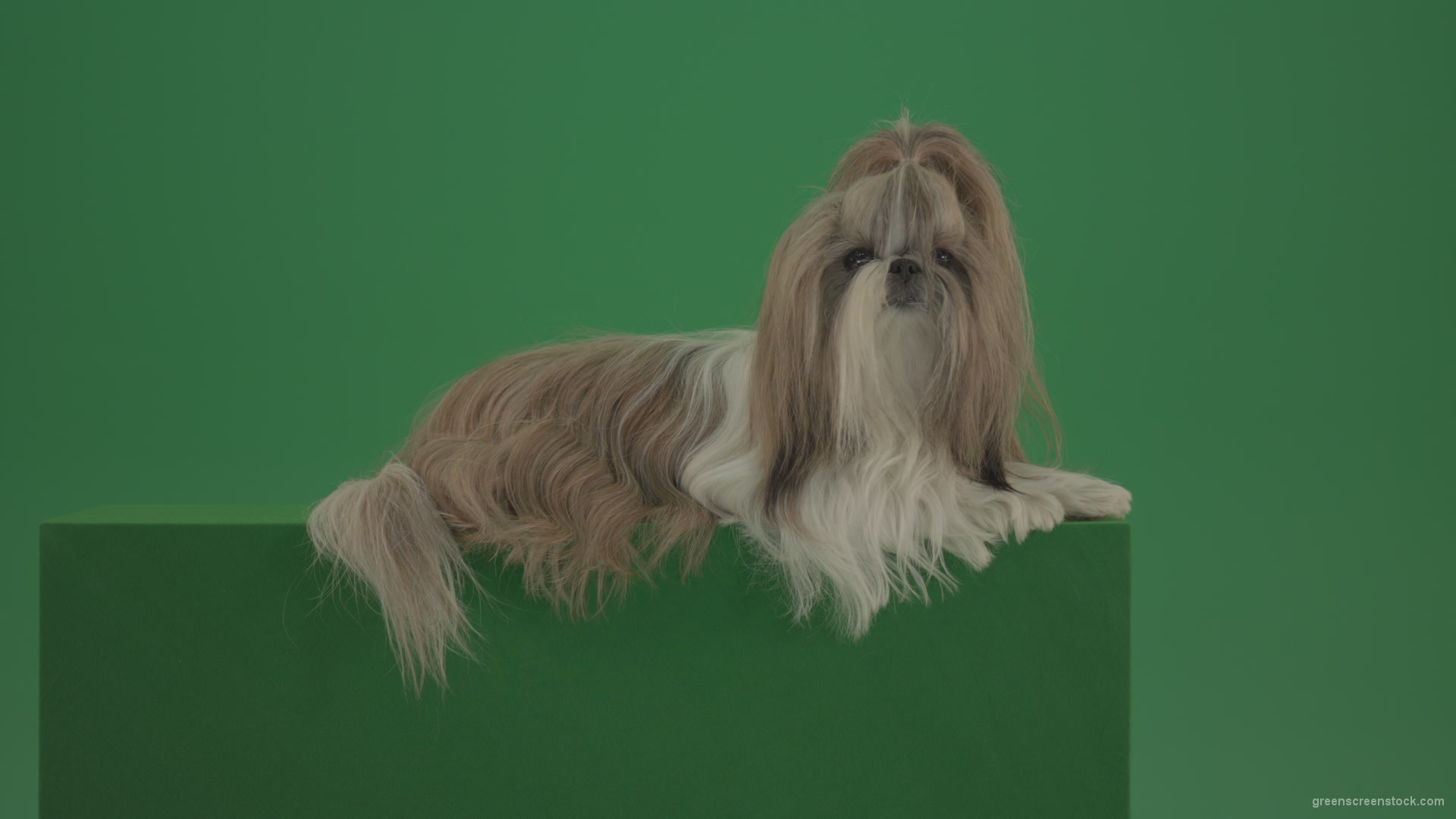 Luxury-bright-hair-Shihtzu-dog-pet-relaxing-on-green-screen-4K_008 Green Screen Stock