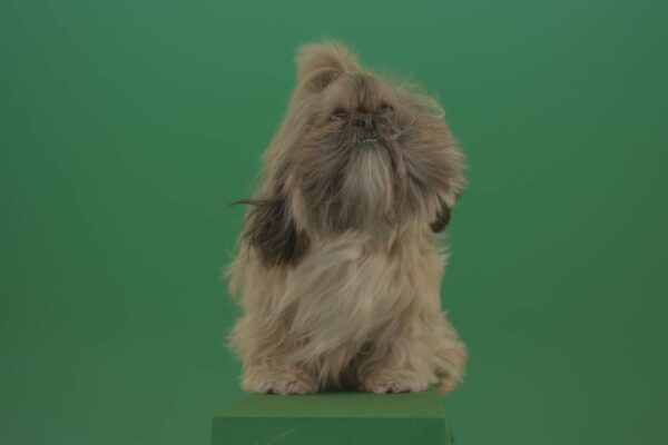 Shih-Tzu-Dog-on-Green-Screen-Video-Footage-4K