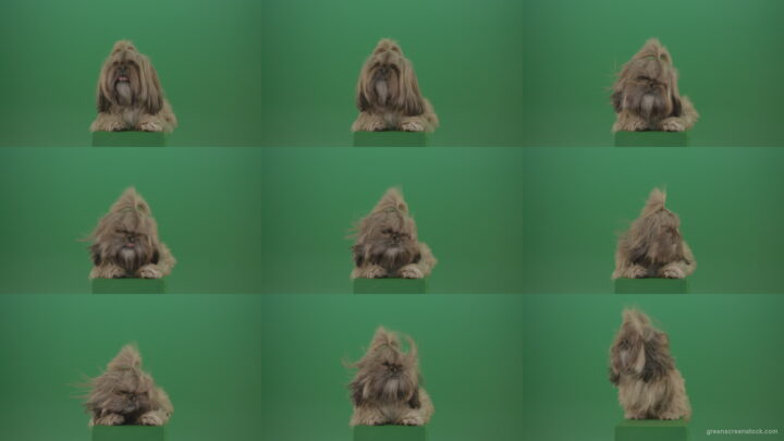Shih-Tzu-Small-toy-dog-fashion-puppy-dont-like-the-wind-long-hair-dog-turbulence-isolated-on-green-screen Green Screen Stock