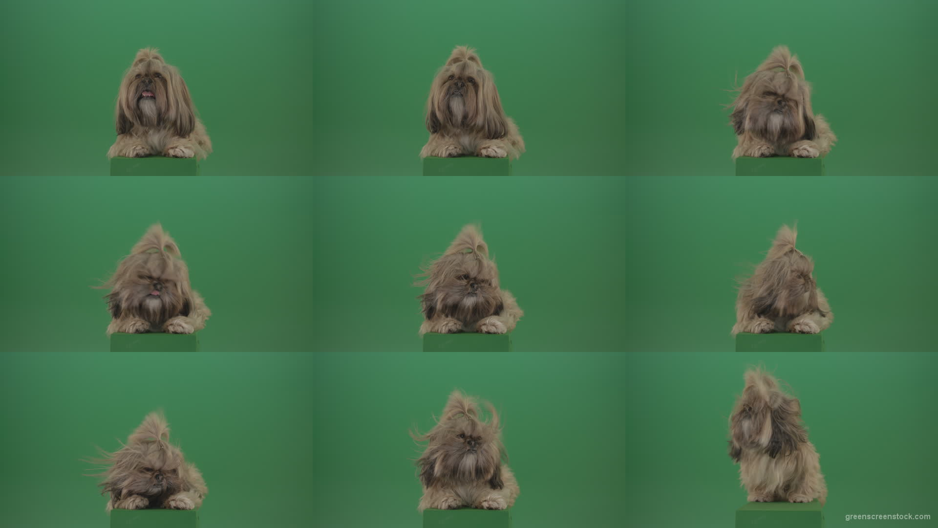 Shih-Tzu-Small-toy-dog-fashion-puppy-dont-like-the-wind-long-hair-dog-turbulence-isolated-on-green-screen Green Screen Stock
