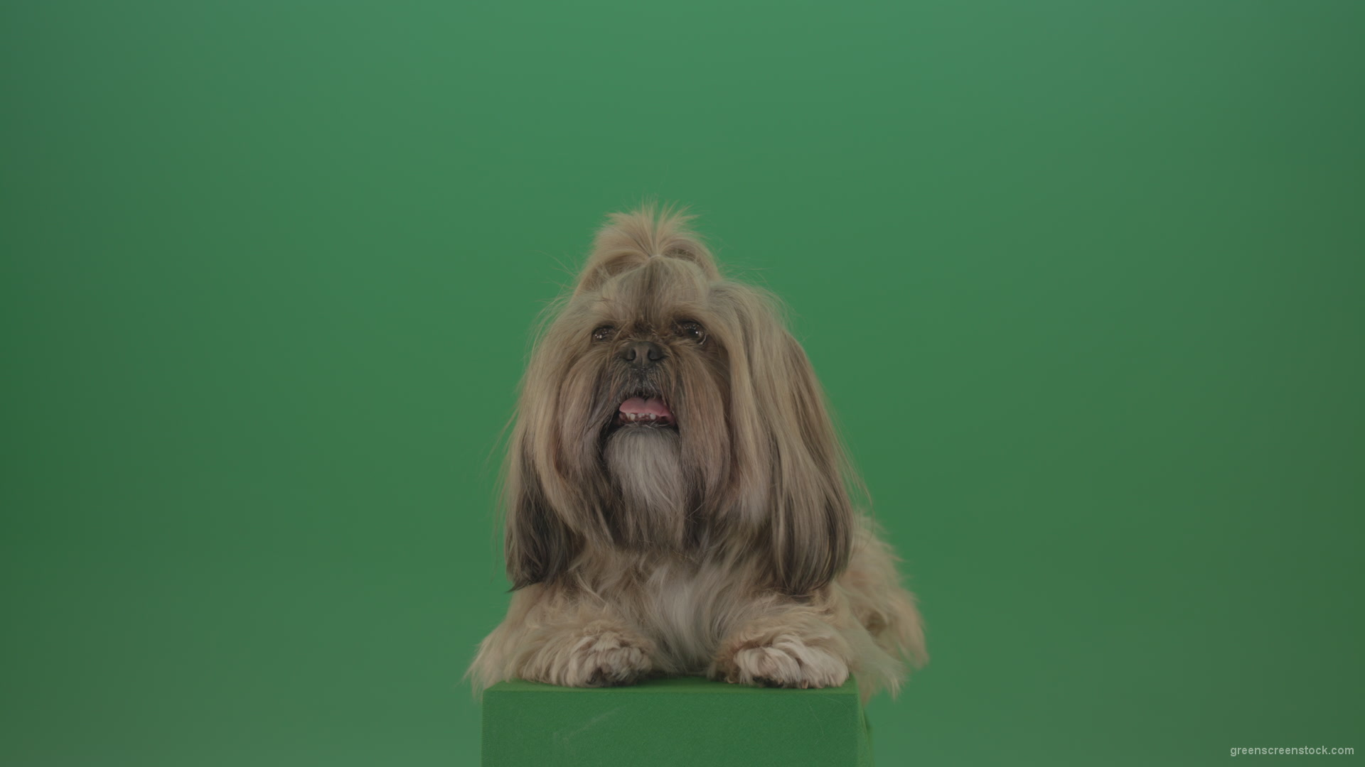 Shih-Tzu-Small-toy-dog-fashion-puppy-dont-like-the-wind-long-hair-dog-turbulence-isolated-on-green-screen_001 Green Screen Stock