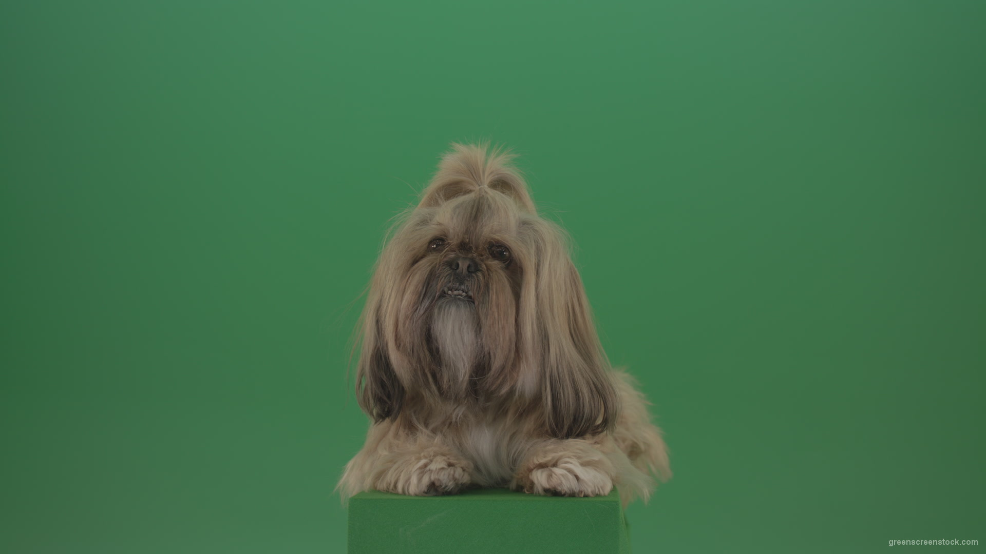 Shih-Tzu-Small-toy-dog-fashion-puppy-dont-like-the-wind-long-hair-dog-turbulence-isolated-on-green-screen_002 Green Screen Stock