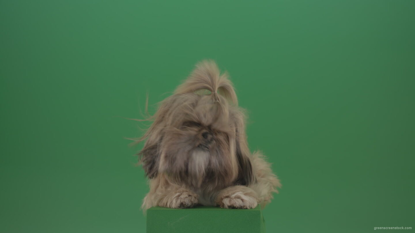 vj video background Shih-Tzu-Small-toy-dog-fashion-puppy-dont-like-the-wind-long-hair-dog-turbulence-isolated-on-green-screen_003