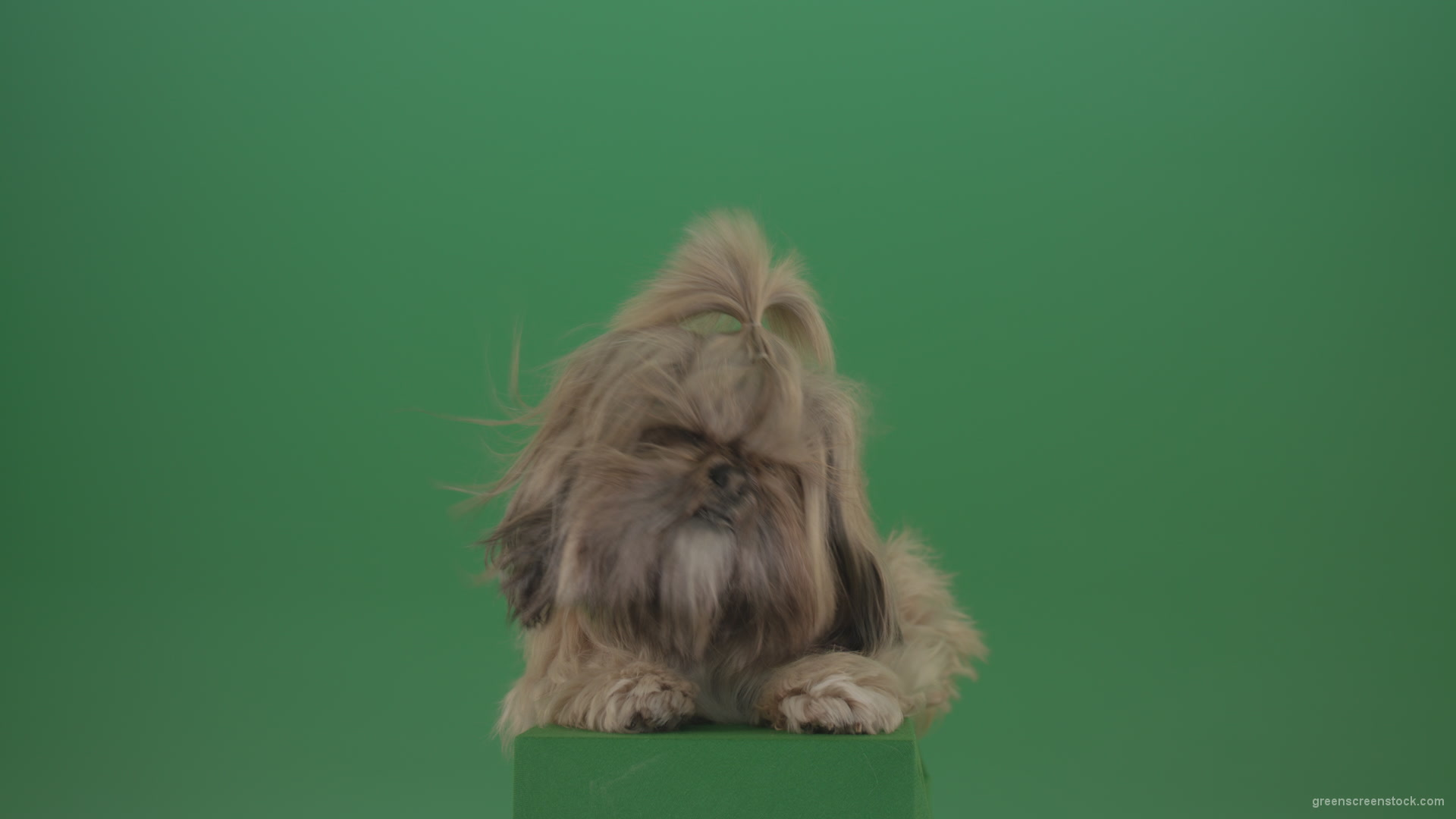 vj video background Shih-Tzu-Small-toy-dog-fashion-puppy-dont-like-the-wind-long-hair-dog-turbulence-isolated-on-green-screen_003